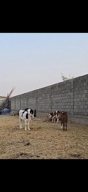 smental dana: Satışda – müxtəlif rəngli heyvan balaları (buzovlar). Xüsusiyyətlər — 3