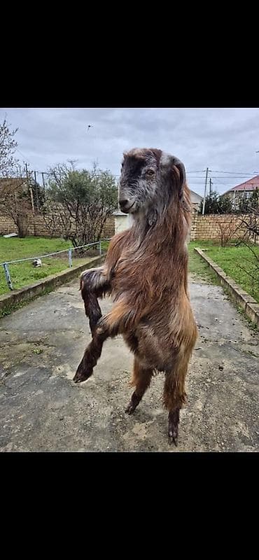 südlük keçi: Cins keçi – uzun tüklü, qəhvəyi-qarışıq rəng çaları ilə. Uzun sallanan — 2