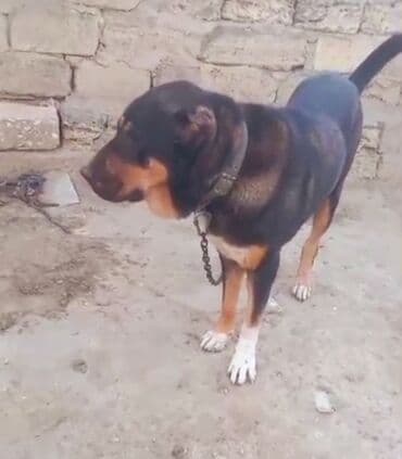 ıt satısı: Dişi — 1