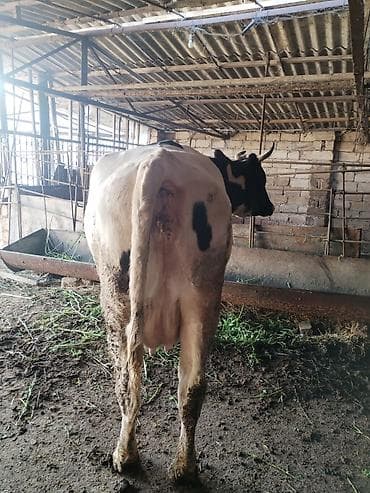 cins ineklerin satisi 2019: Dişi, il: 2, 700 kq, Ətlik, Ünvandan götürmə — 2