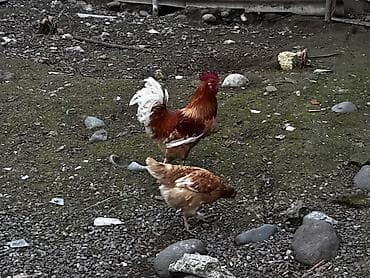 Toyuq, Damazlıq, Ödənişli çatdırılma