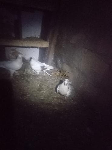 erkək danalar: Qənbərbaş qəvvas göyərçin cütü,balalarida özləri kimi erkək kəkilli — 5