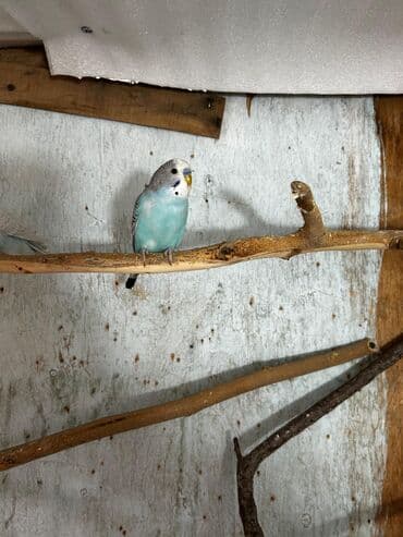 bala tutuquşu: Cütə hazır erkek mavi erkek tutuqusular satılır, əlaqə votsap yalnız — 5