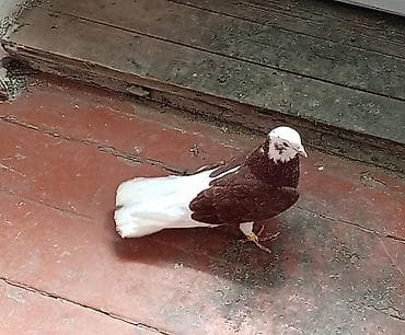 Heyvanlar üçün mallar: Babayevisqi erkeydi qiymət sondu — 1