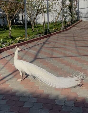 cuce ve xoruz: Tovuz quşu balaları 5-6-7 aylığlar hindisdan növü. Bir cüt ağ — 6