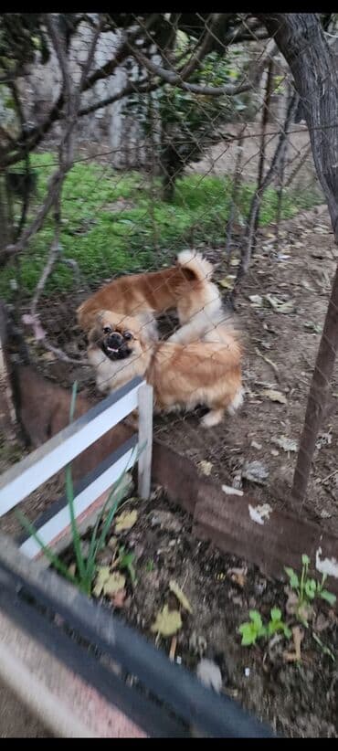 sabuncu it bazari harda yerlesir: Pekines, 1 il, Dişi, Peyvəndli, Ünvandan götürmə — 9