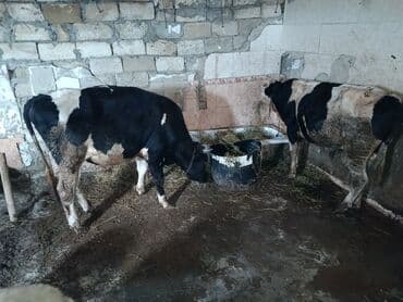 Dana, buzov, Erkək, Simental, ay: 1, 350 kq, Ətlik, Damazlıq, Ödənişli çatdırılma, Ünvandan götürmə