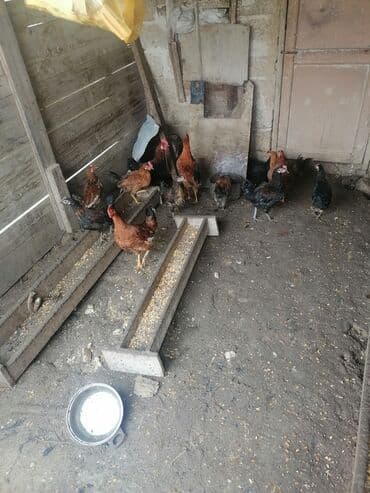 Xoruzlar: Məhsul: Yerli toyuqlar (qarışıq rənglərdə) Təsvir: - Şəkillərdə — 1