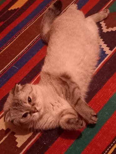 американский вислоухий кот: Шотладская вислоухая, Самка, В добрые руки, Самовывоз — 2