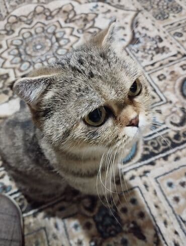 pişik adı: Britan, Dişi, Yaxşı əllərə, Ünvandan götürmə — 1