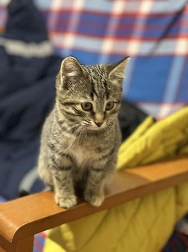 Tabbi, Erkək, Dişi, Yaxşı əllərə