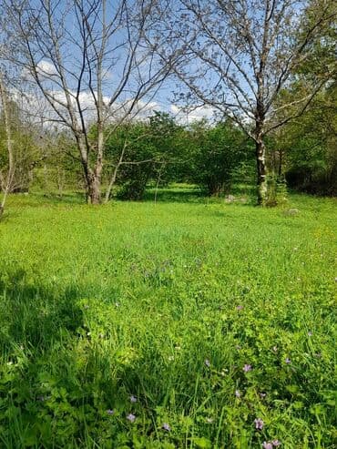 аренда и продажа недвижимости: 30 sot, Kənd təsərrüfatı, Mülkiyyətçi, Kupça (Çıxarış) — 12