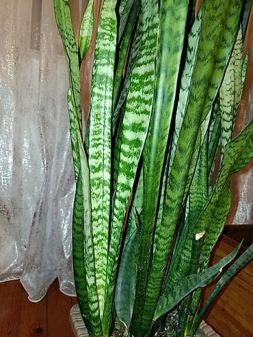 bezek bitkisi: Sanseverya (Qayın dili) otaq bitkisi - Hündürlük: 118 sm, sıx kolda — 2