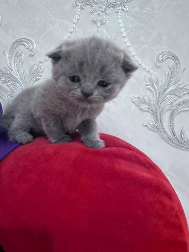 Şotland yastı qulaq