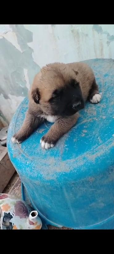 Alabay, 1 ay, Erkek, Peyvəndli