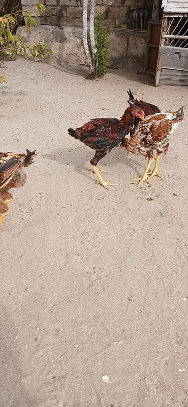 quşlar: Heyrati cuceler 4 denedi biri 60 manata isditen elaqe saxlasin temiz — 1