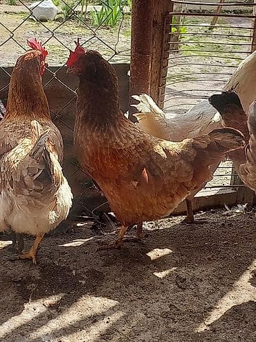 toyuq cüce: Toyuq, Yumurtalıq, Ünvandan götürmə, Ödənişli çatdırılma — 10