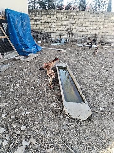 Keçilər, çəpişlər: Toyuq, Damazlıq — 3