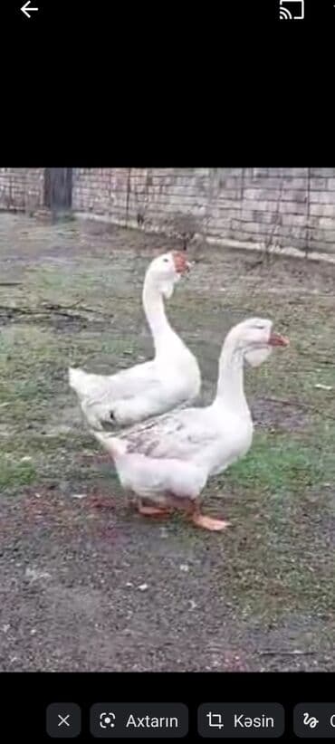 Məhsul: Qazlar (ev quşu) Təsvir: - Şəkillərdə 2 ədəd ağ, 2 ədəd boz