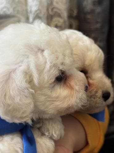 çöl heyvanları haqqında məlumat: Pudel, 2 ay, Erkek, Ödənişli çatdırılma — 7