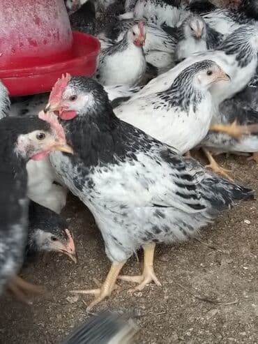 Hinduşka: Lider serebirist çolpalar 70 günlükdü çəkiləri — 6