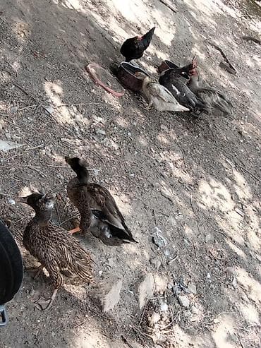 bildircin satisi: Boyuk balaca ördəklər satılır ünvan Xırdalan — 4