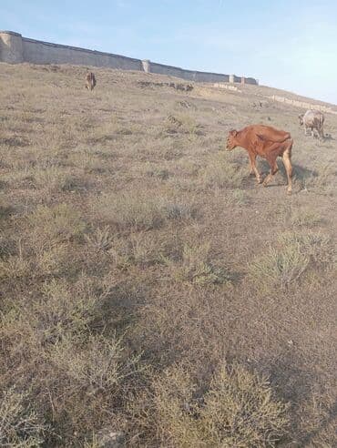 cins inekler: Erkek dana basqalarida var — 4