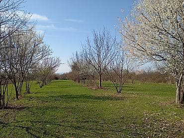 1 sot neçe metrdir: Kənd təsərrüfatı — 4