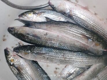 Kefalqirmaq baliqi. 1 kq 10 manat lalafo.az -da Kefalqirmaq baliqi. 1 kq 10 manat