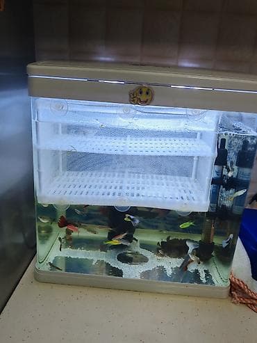 akvarium baliqlari haqqinda melumat: Akvaryum dəsti – LED işıqlı, içində 20 den çox quppy balıq və danio — 1