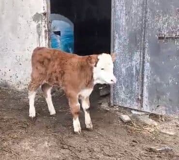 dişi dana: Satılır: balası ilə inək - Cins tip: Simmental tipli, qırmızı-ağ — 1