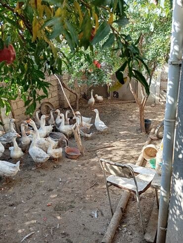 yevlax iş: Satılır. Təcili deyil. Diqqətlə oxuyun zəhmət olmasa.Ev kanal — 41