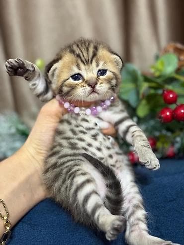 cins pişikler: Cins: Yavru pişiklər (boz və tünd zolaqlı rənglər) Xüsusiyyətlər: - — 7