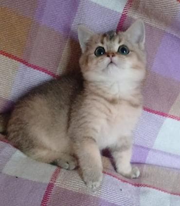 golden pişik: Britan — 3