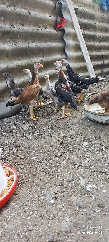 barter toyug: Təmiz qan daş pipik və badam pipik heyratı fərə və beçələr.Unvan — 2