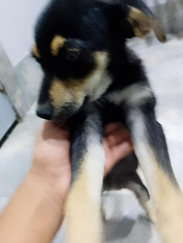 it pişik: 3 ay, Peyvəndli — 4