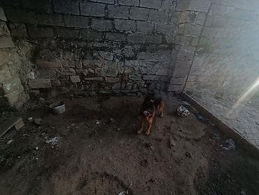 ev heyvanlari satisi: Alman çoban iti, 1 il, Rayonlara çatdırılma — 5