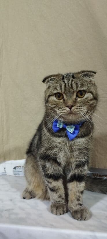 шотландская вислоухая кошка купить: Шотландская — 3