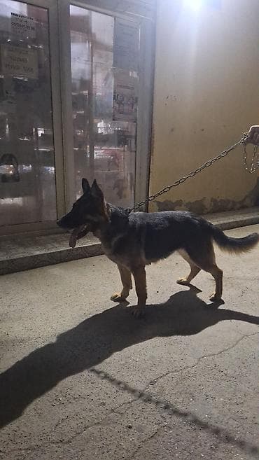 İtlər: Alman çoban iti, 1 il, Dişi — 1