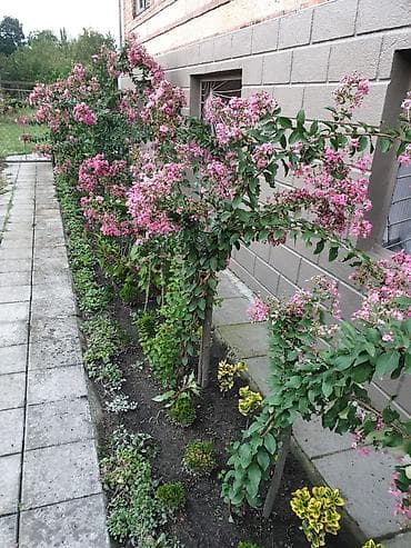 Bitki dərmanları: Çəhrayı çiçəkləyən dekorativ kollar – bağ və həyət üçün - Bitki tipi — 1