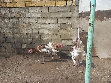 cin bildircin: Hinduşka sürüsü – qəhvəyi-ağ ləkəli rəngdə, iri bədən quruluşlu — 3