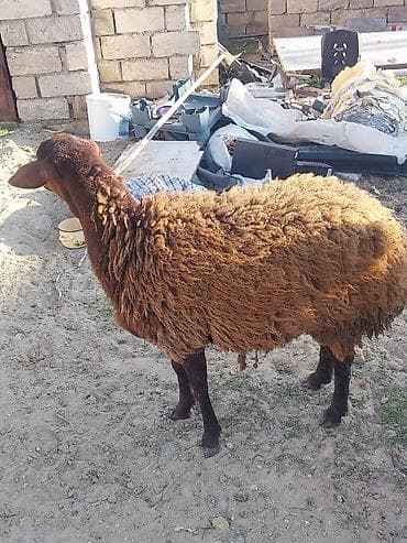 qoyun quzu nece yazilir: Diwi qoyunlar — 4