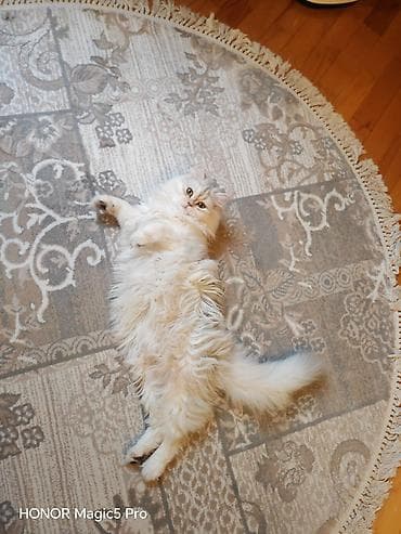 pişik paltarları: Şinşilla — 6