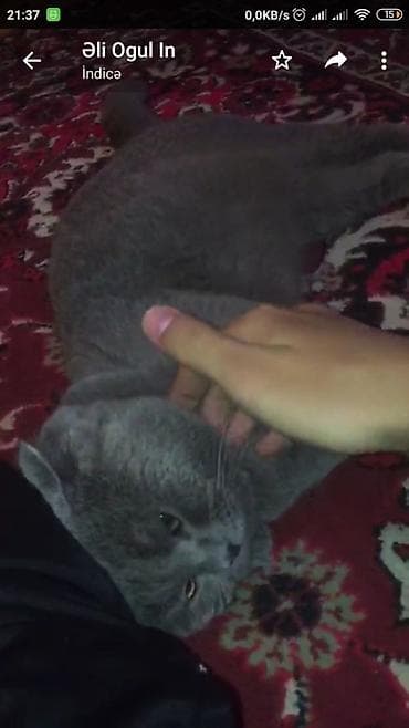 it satilir: British erkek.pasportu var.Satilir .200 azn.cuzi endirim oluna biler — 1