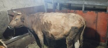 inek yemi: Dişi, il: 10, 250 kq, Damazlıq — 3