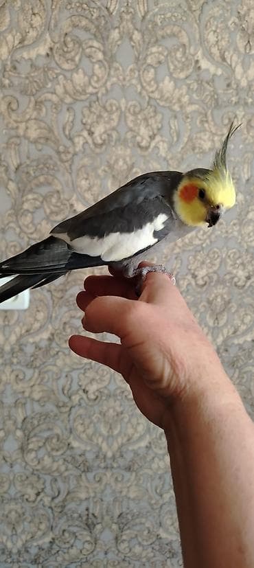 Cockaiel tutuqusu satilir
