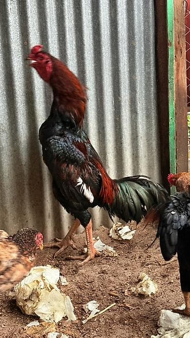 cepis sekilleri: Ata oh şamo ana heyratı - Cins: ehtimalən Aseel (uzun boy, güclü bədən — 2