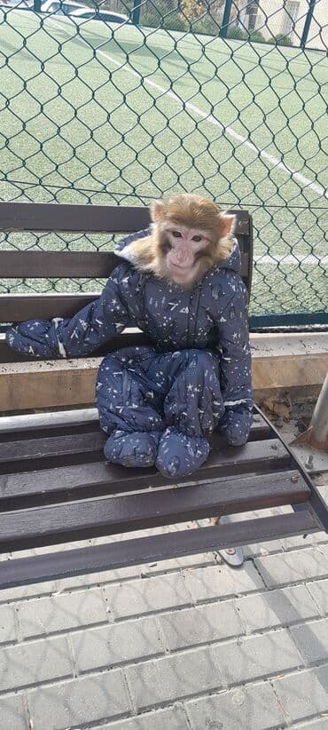 животные в добрые руки: Tayson adlı meymun satılır. Ağıllışirindi. Kim isdəsə yazsın — 4
