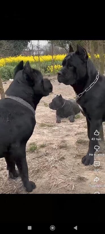 Gəmiricilər: Kane-Korso, 1 ay, Sənədli, Ünvandan götürmə, Pulsuz çatdırılma, Ödənişli çatdırılma — 4
