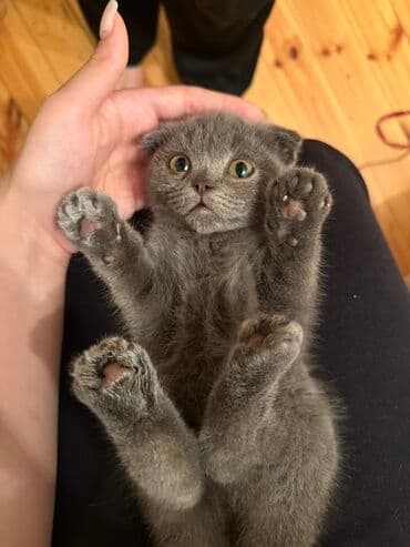 menks cinsli pişik: Şotland yastı qulaq, Dişi, Yaxşı əllərə, Ünvandan götürmə — 1